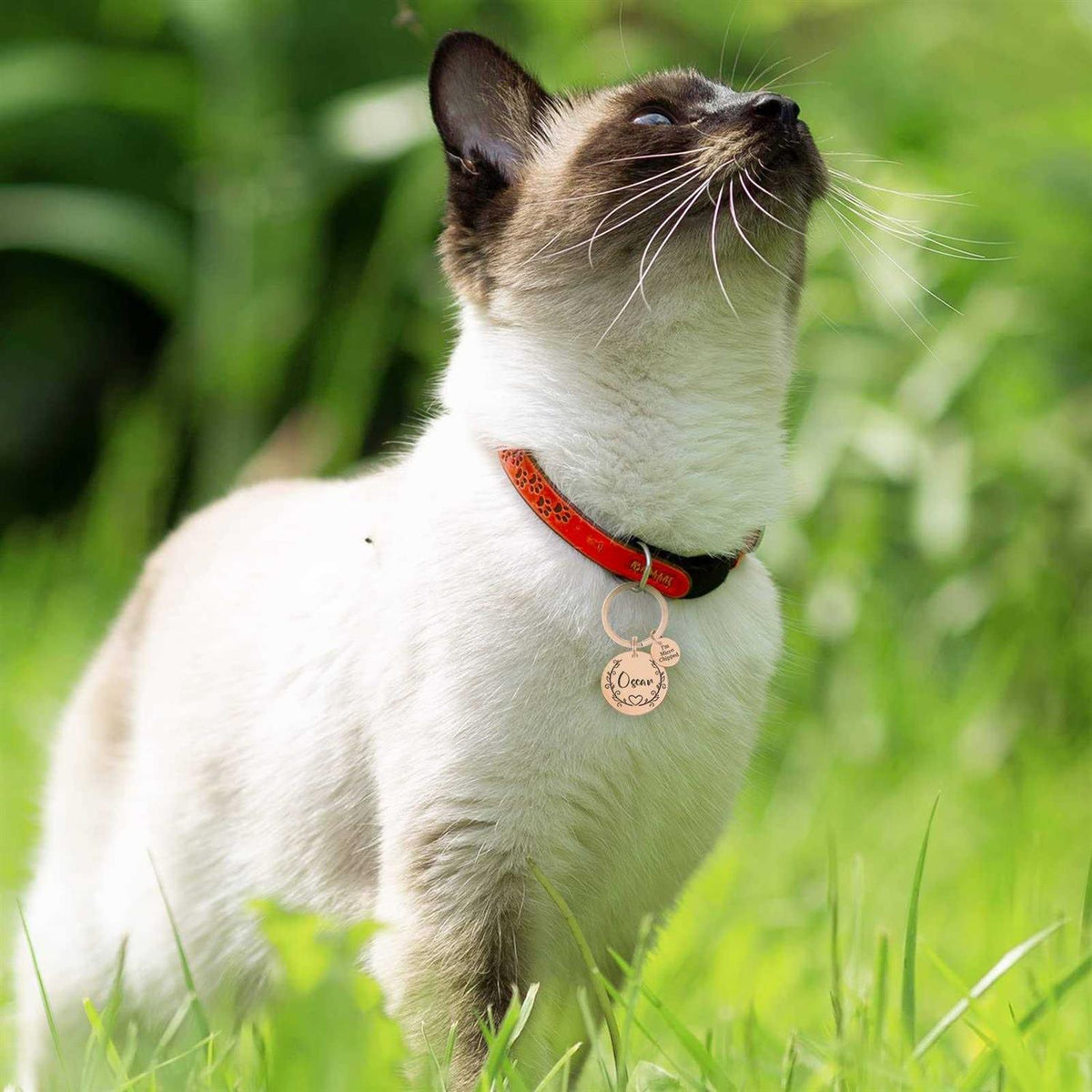 Stainless Steel Pet ID Tags R549852