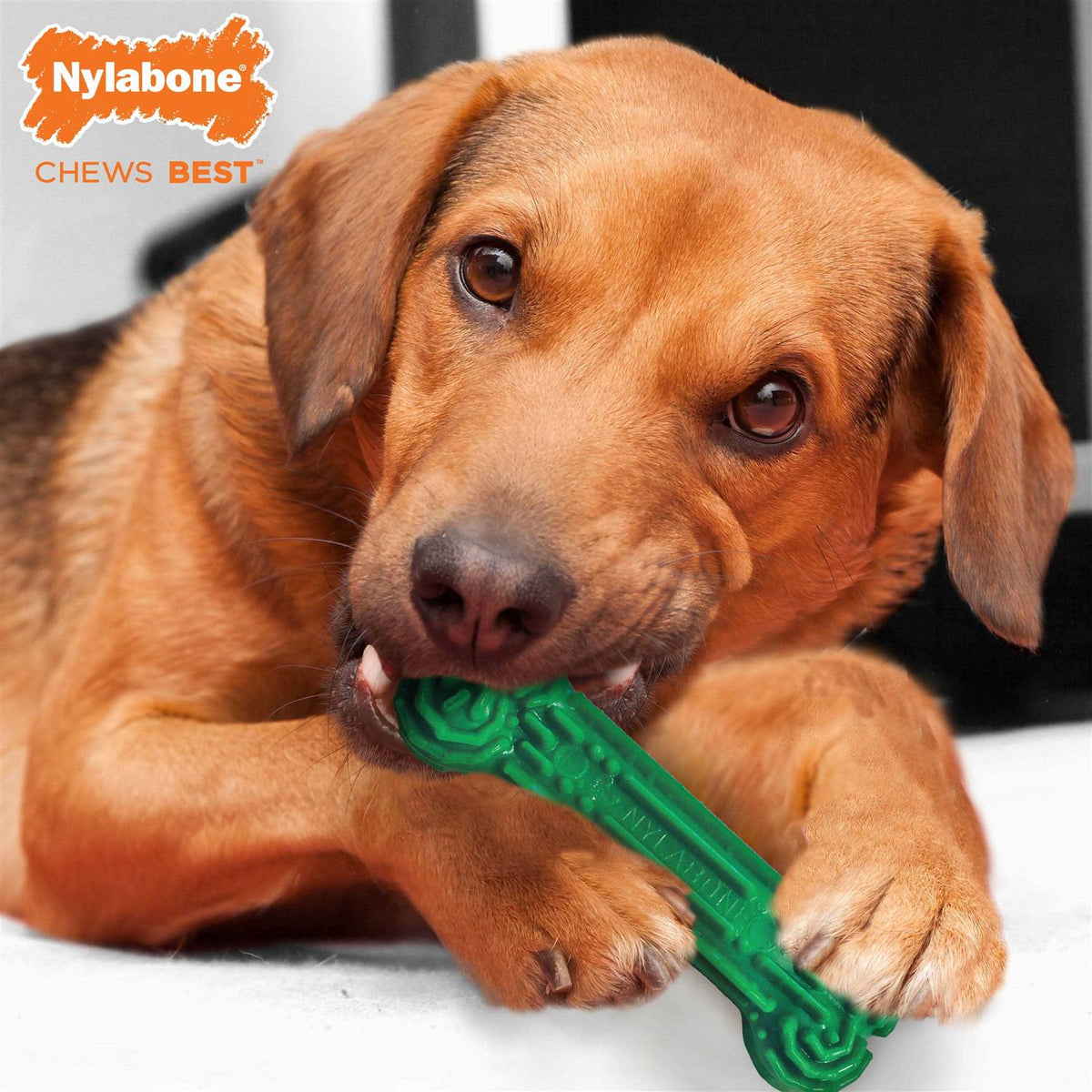Daily Dental Chew Toy R636