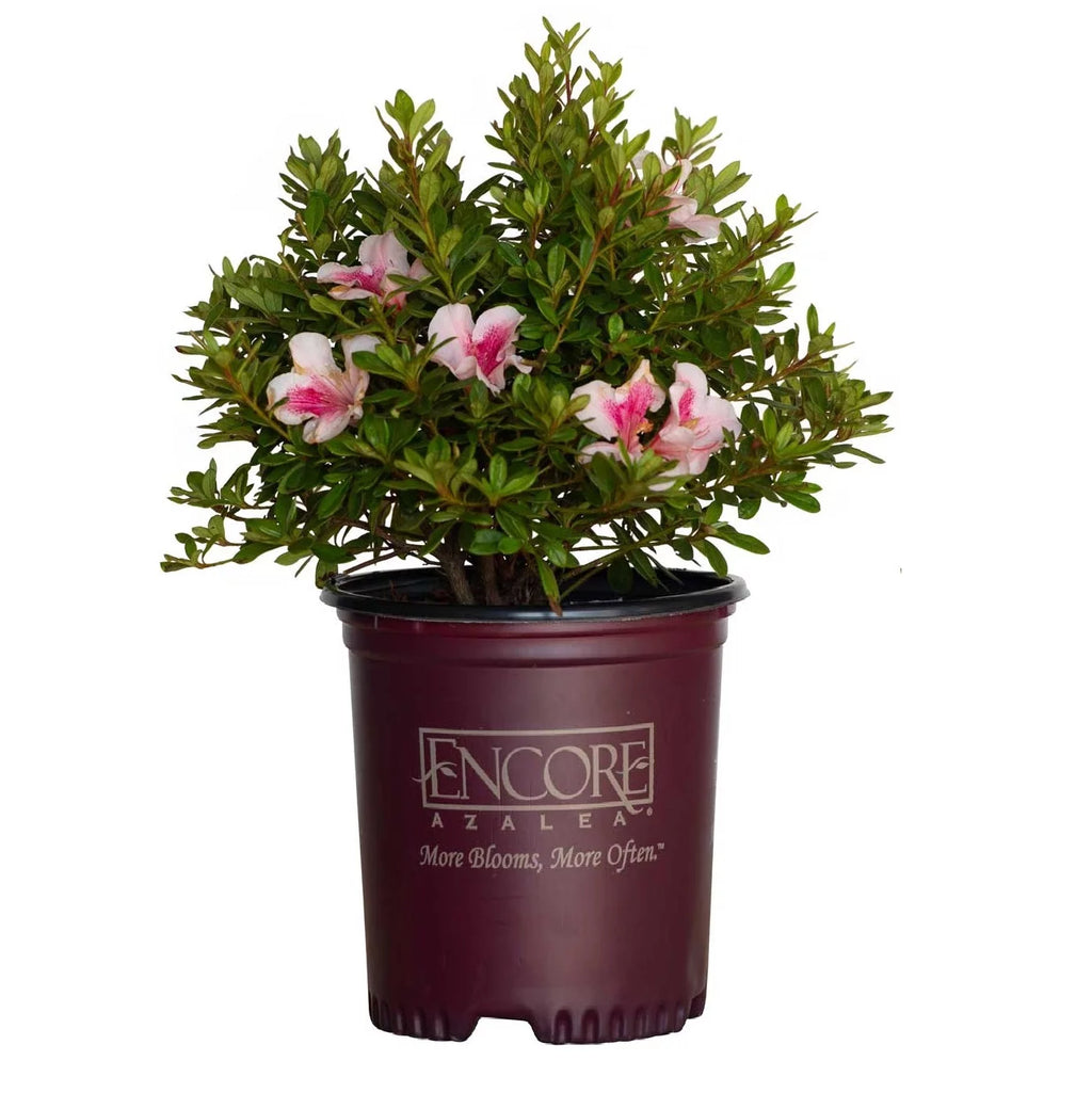 Pink Flowering Shrub (2 Gallon) A76484