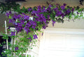 2.5" Pot Clematis Vine K5653