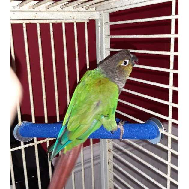 Small Corner Perch G911659