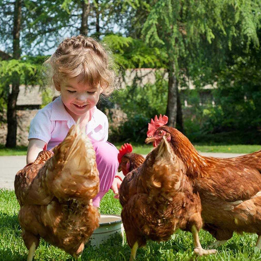 Large Metal Chicken Coop with Door & Cover D761315