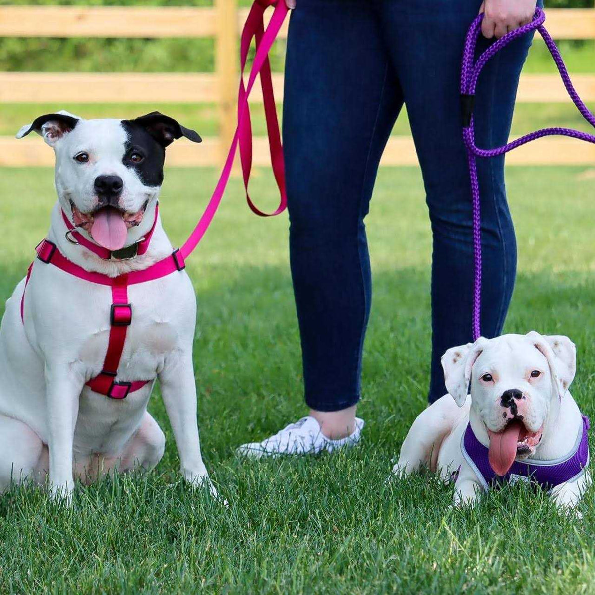 Adjustable Nylon Dog Harness L761618