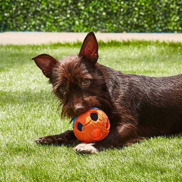 LED Dog Ball U4303