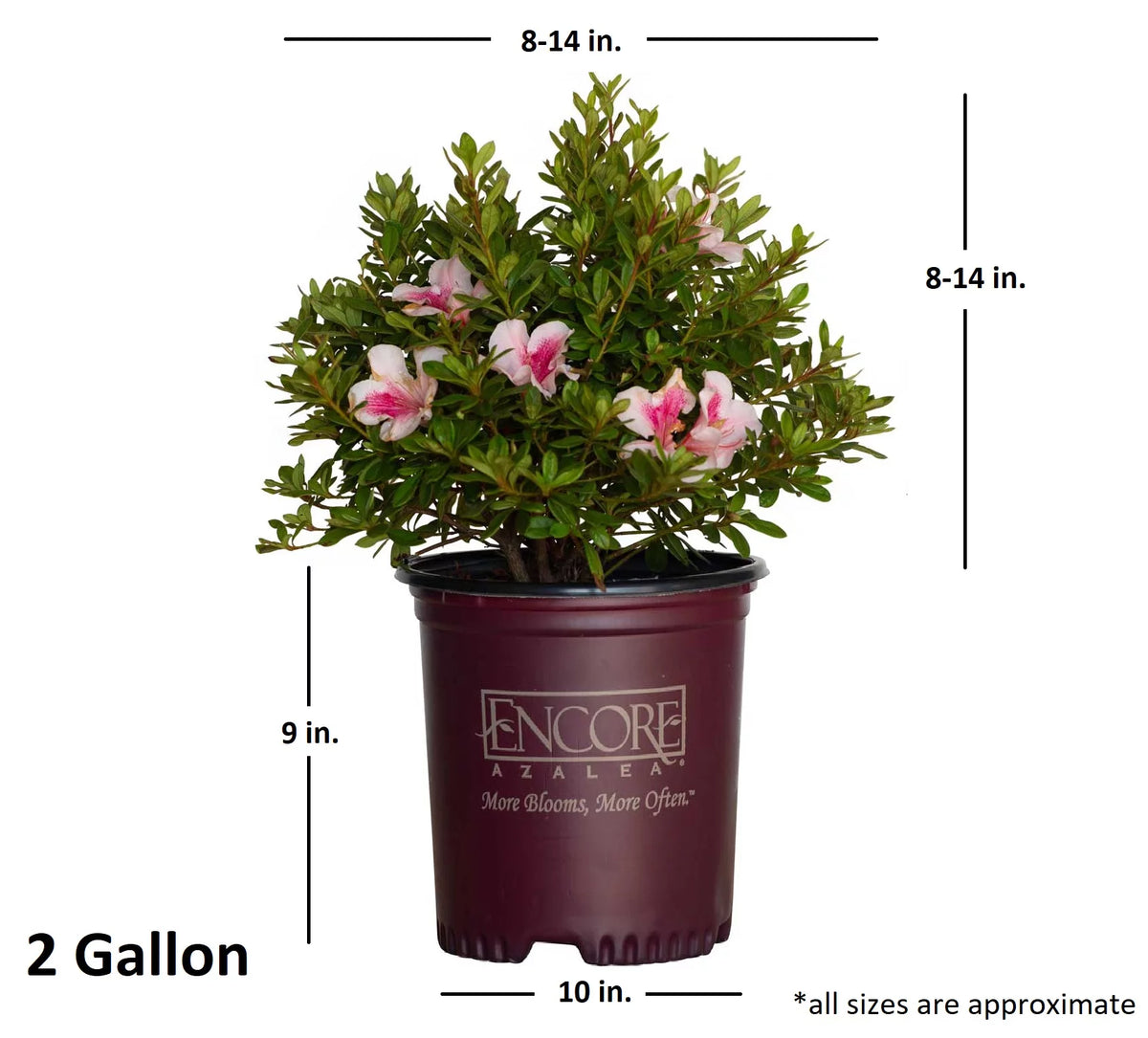 Pink Flowering Shrub (2 Gallon) A76484