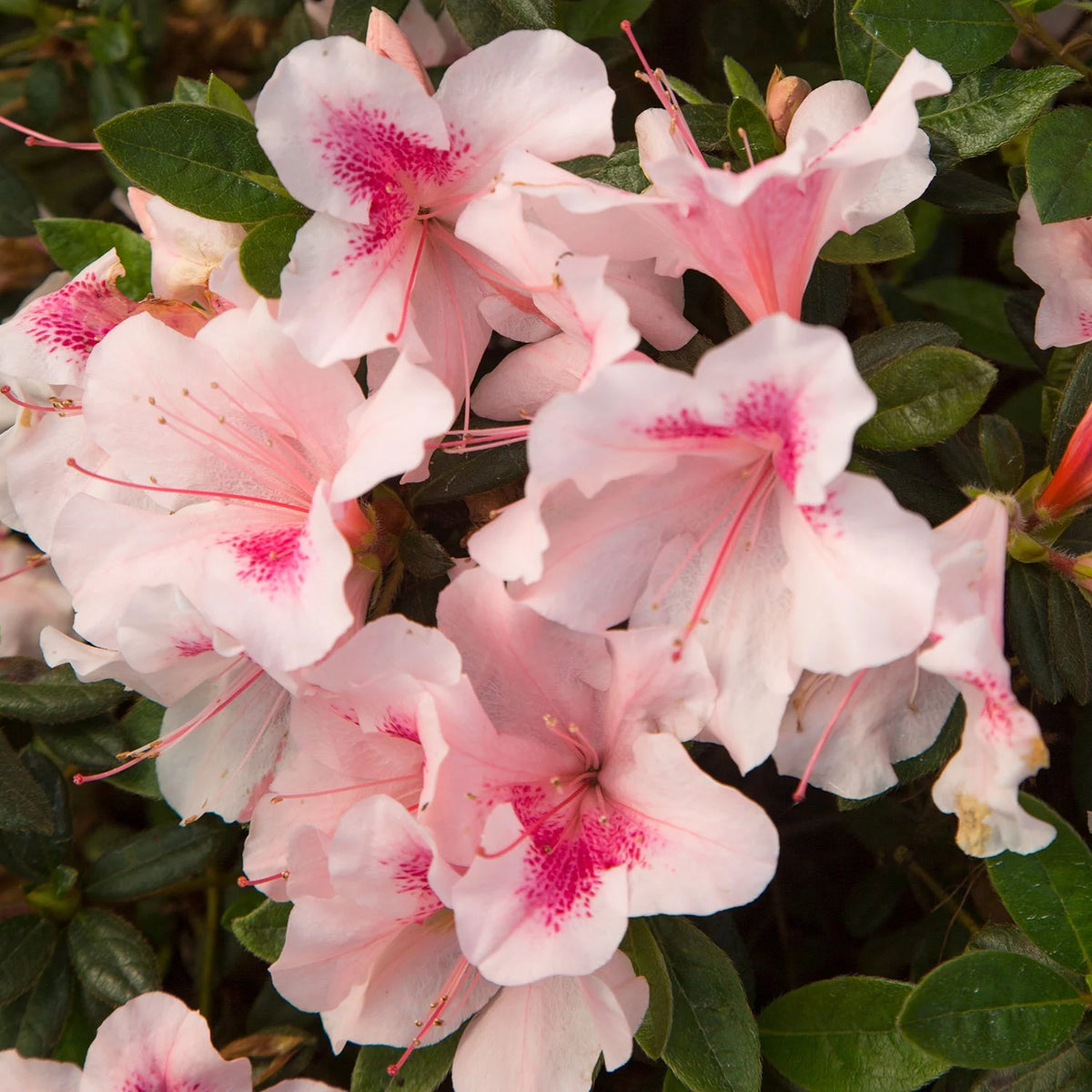 Pink Flowering Shrub (2 Gallon) A76484