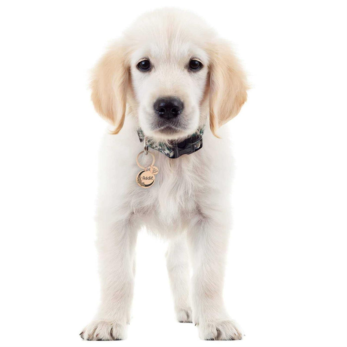 Stainless Steel Pet ID Tags R549852