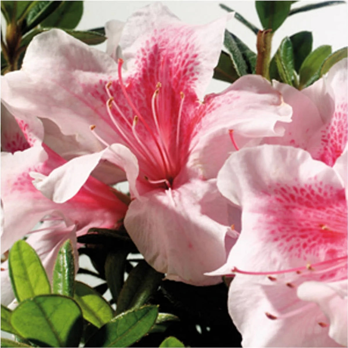 Pink Flowering Shrub (2 Gallon) A76484