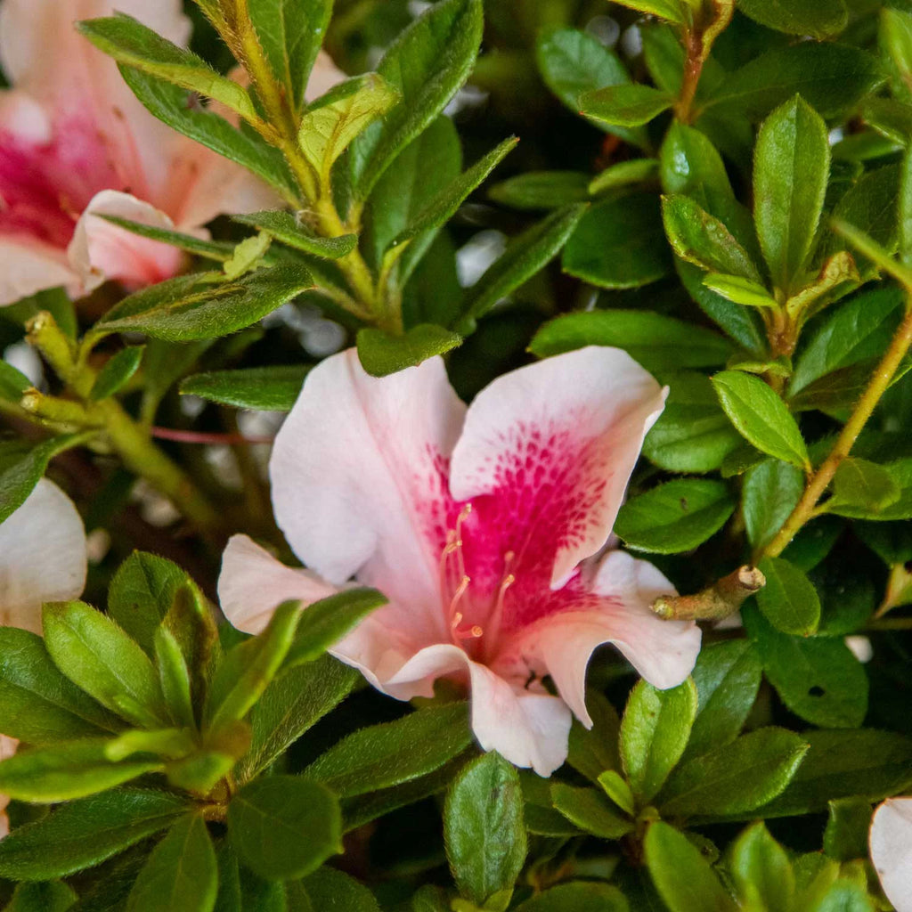 Pink Flowering Shrub (2 Gallon) A76484