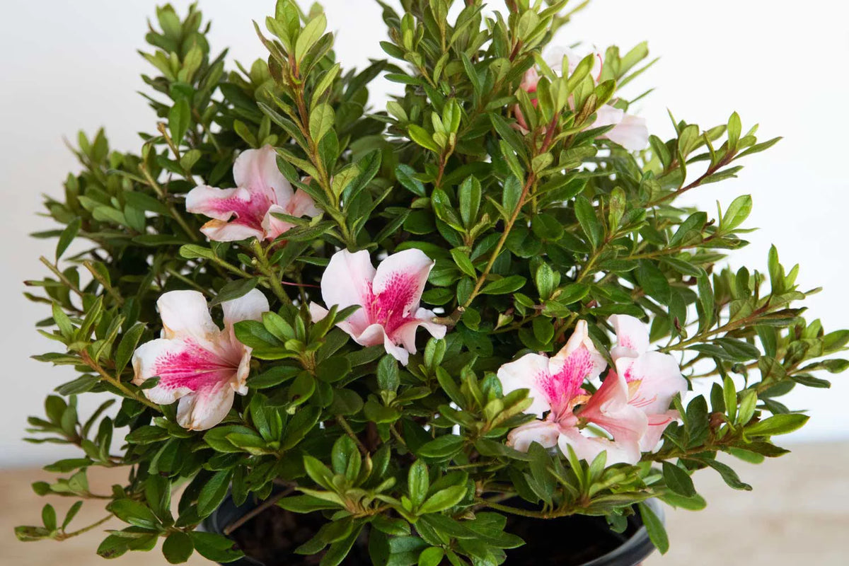 Pink Flowering Shrub (2 Gallon) A76484