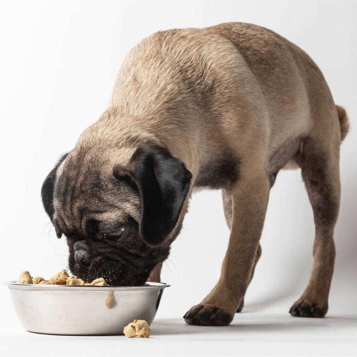 Freeze Dried Dog Food O139030